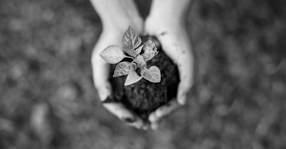 Hände mit Erde und Pflanze